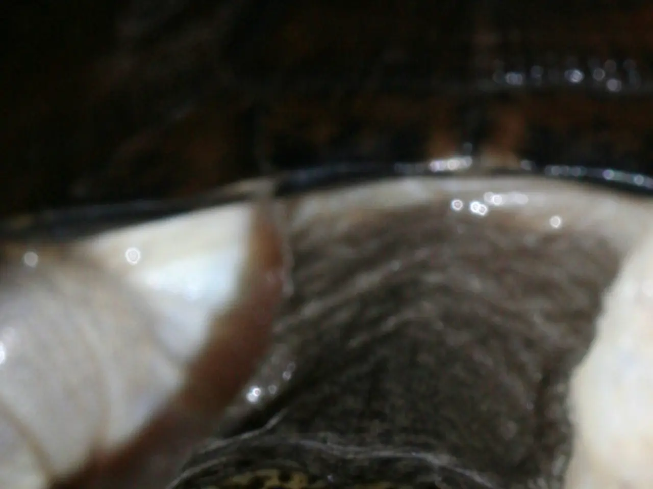 Genetic analyses and inherited traits linked to Torus Palatinus formation