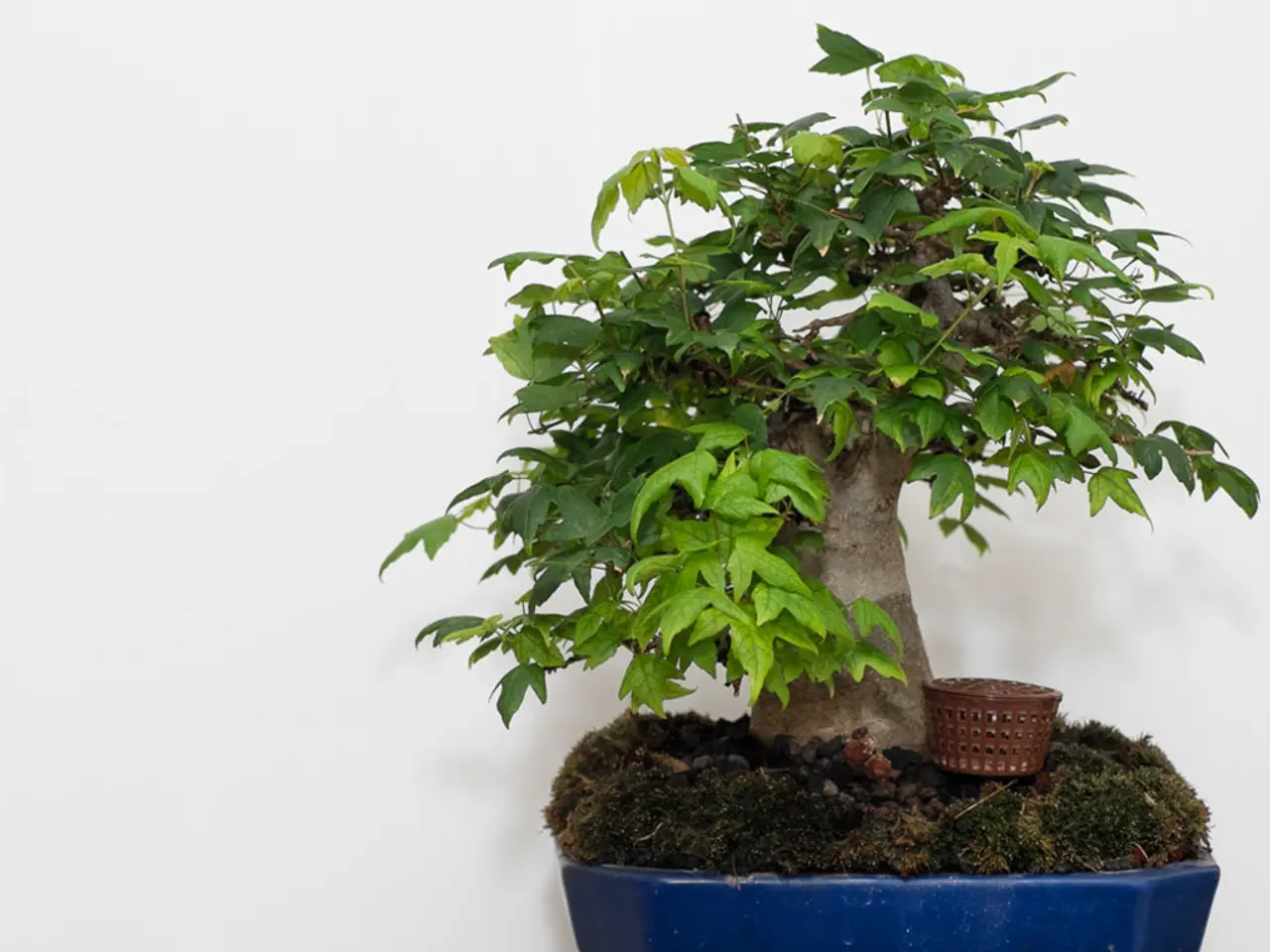 Caring for Bonsai with Soft Water: Enhancing Growth through Mineral Supplements