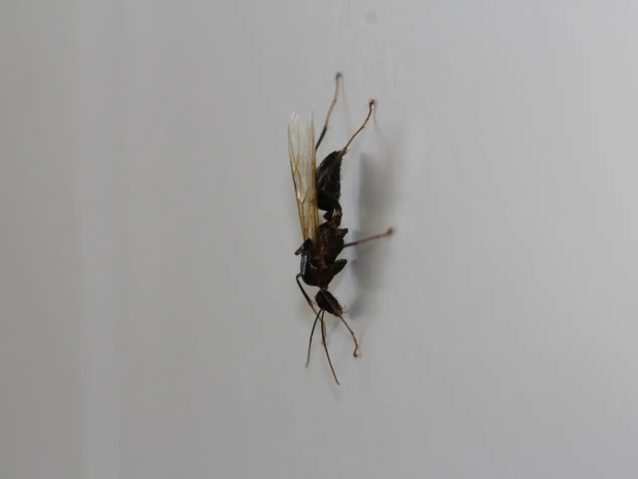 Steve's Moniker: Justice