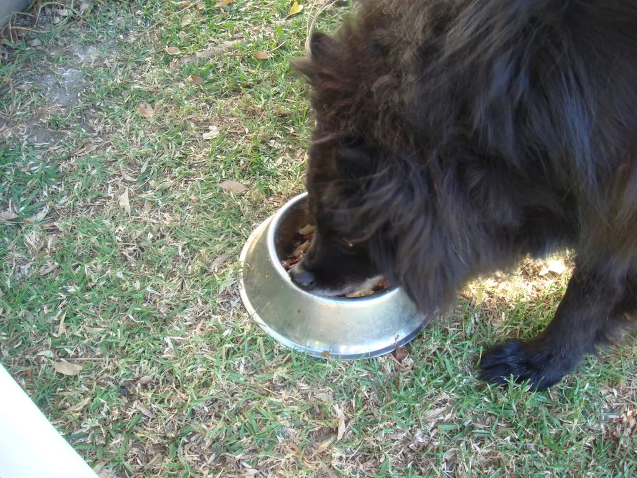 Malnutrition expands from refugee camps to the embattled Sudanese city of El-Fasher, endangering...