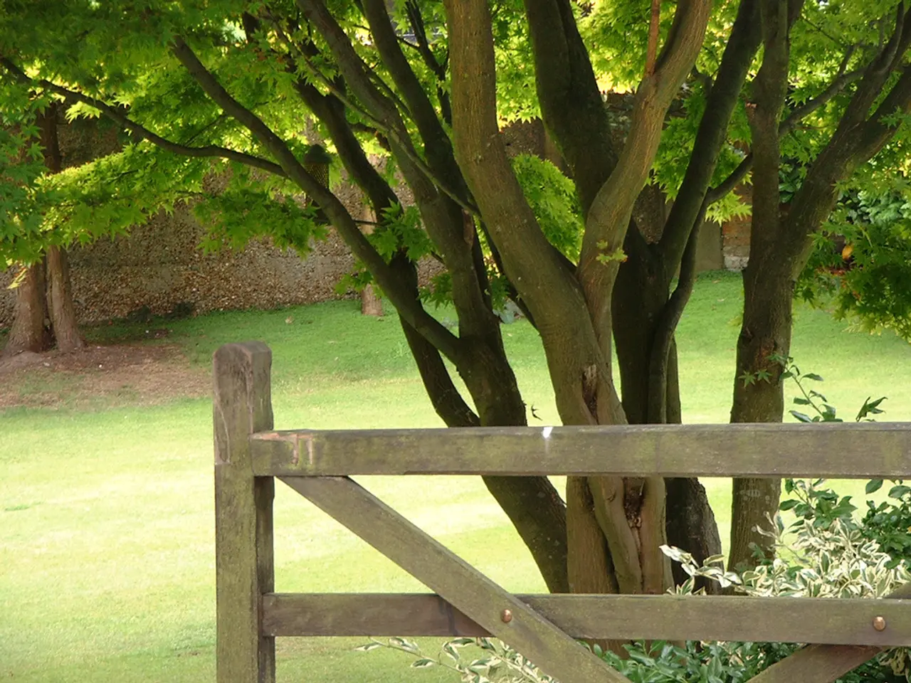 In this image I can see few green color trees, wooden fencing, wall and the green grass.