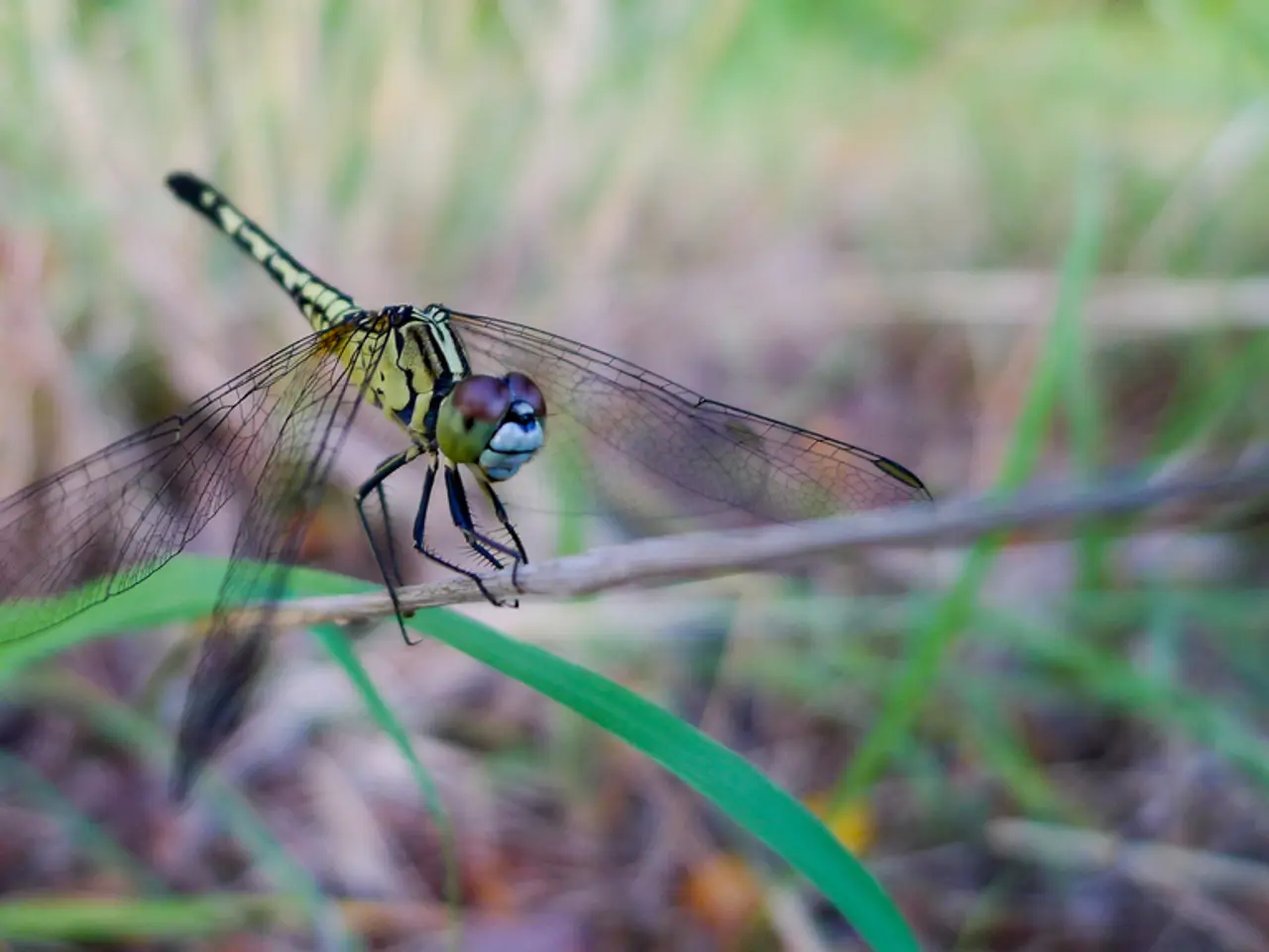 In this image we can see a dragonfly on steam.