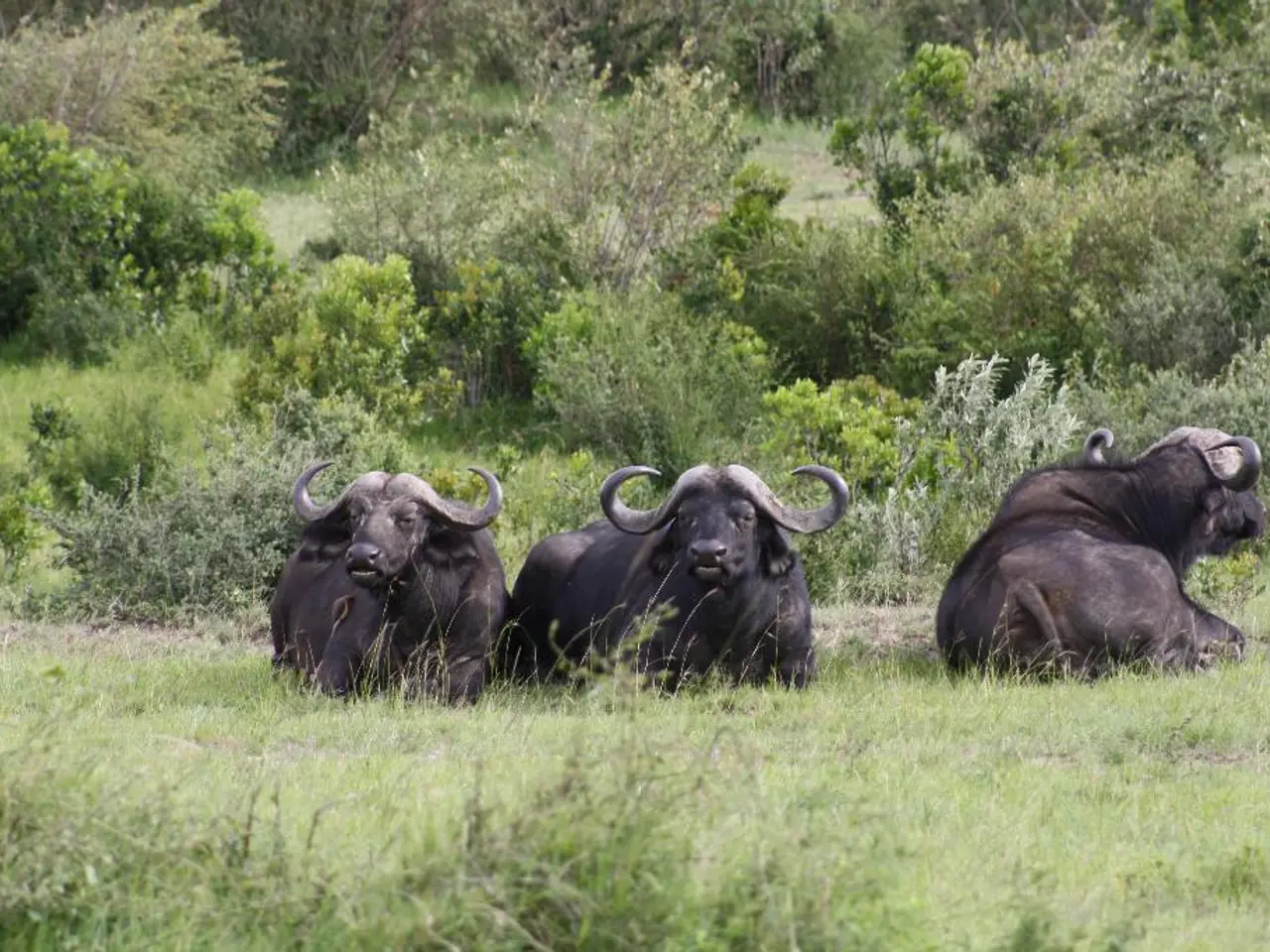 In this picture I can see three buffaloes and I can see trees and plants and grass on the ground.