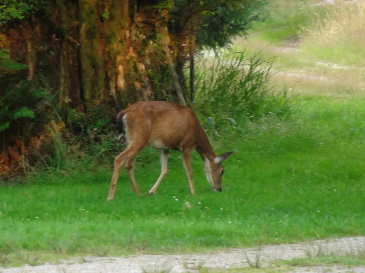 In this image we can see a deer grazing grass. In the background there are trees, grass and plants.