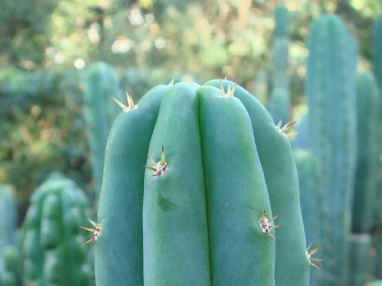 In this image there are so many cactus in the middle. There are thorns on the cactus.