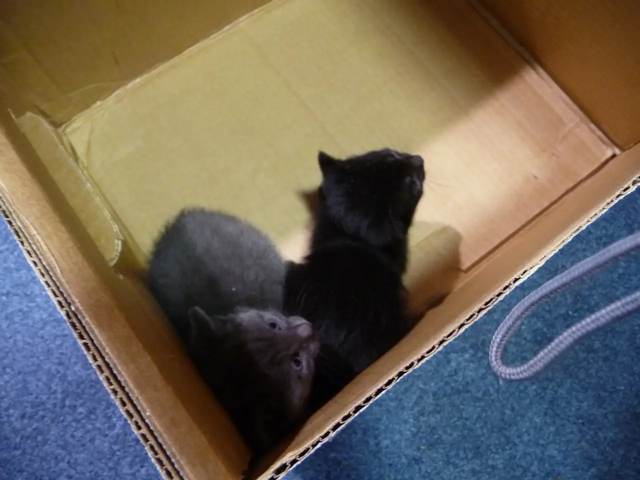 In the image there is a box. In the box there are two cats.