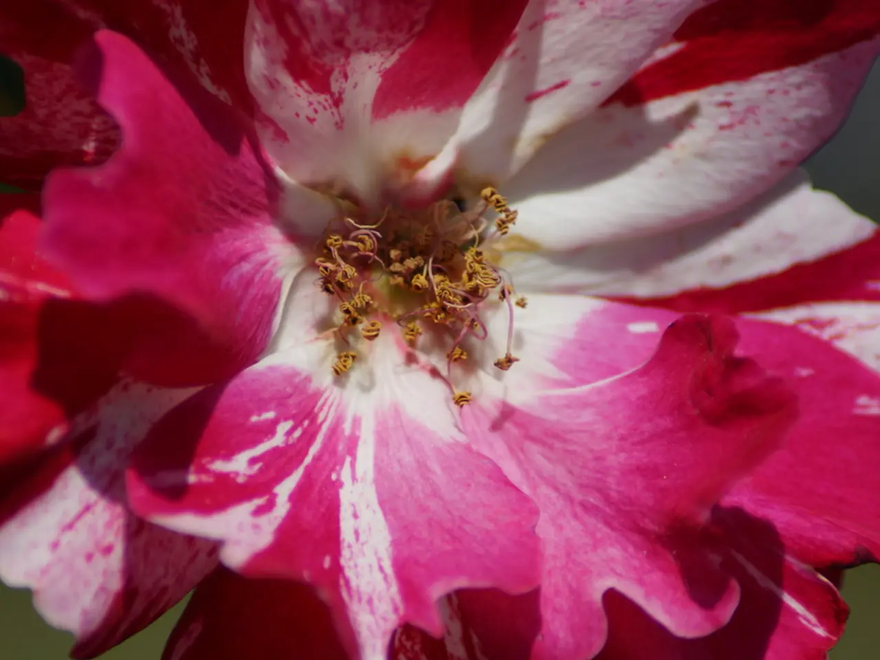 As we can see in the image there is pink color flower.