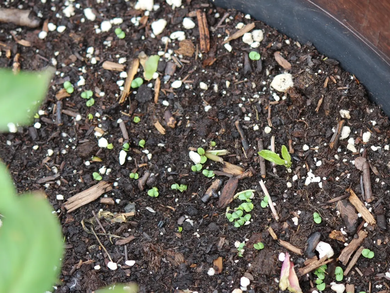 In this image, I can see soil with the tiny particles. In the bottom left corner of the image,...