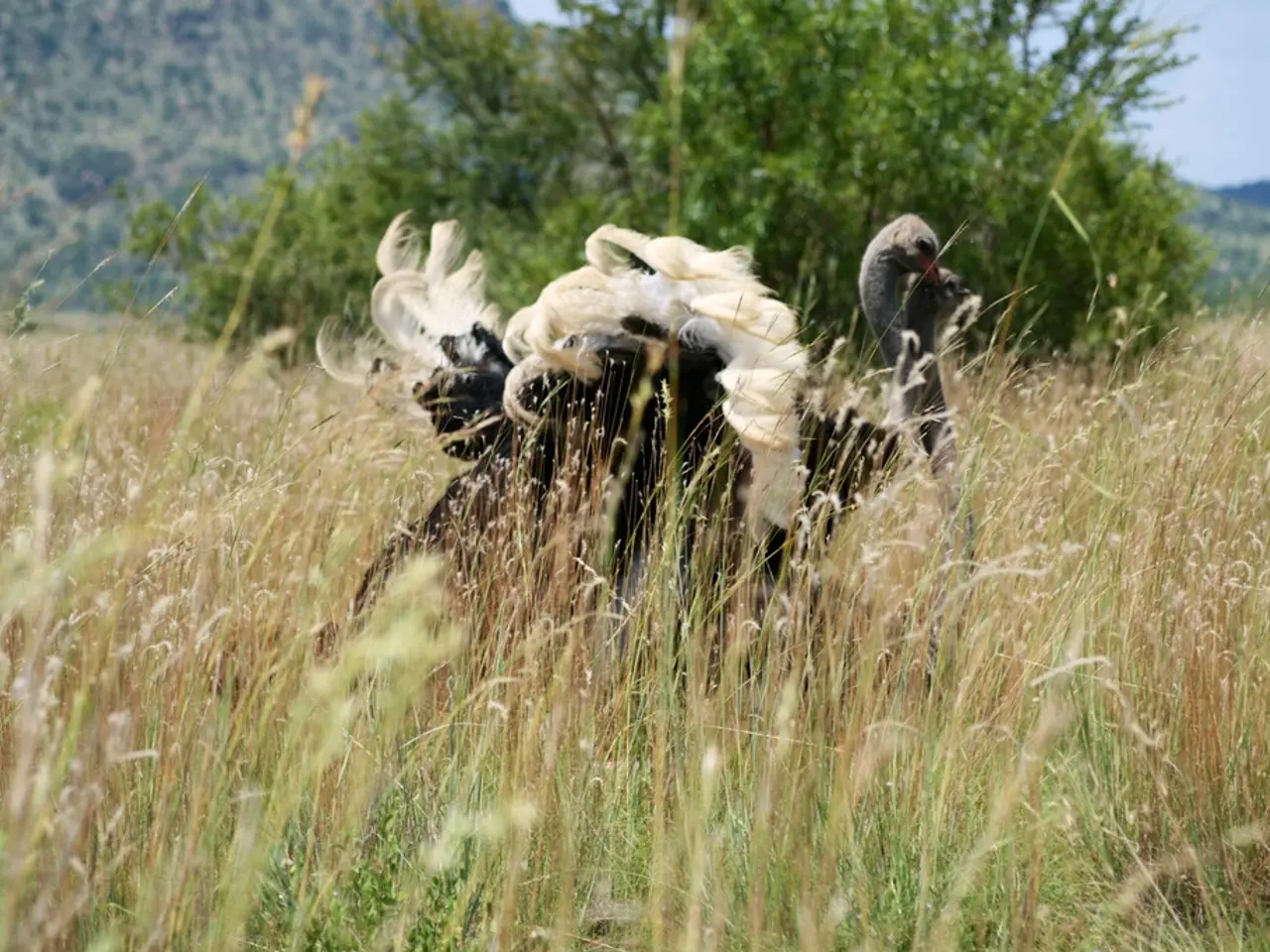In this picture we can see two black ibis standing on the grass. In the bank we can see trees and...