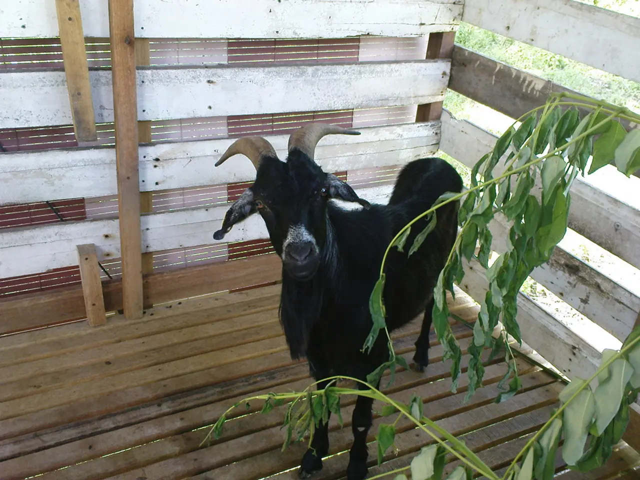 In this image there is a goat on the wooden platform. In front of the image there is a plant and we...