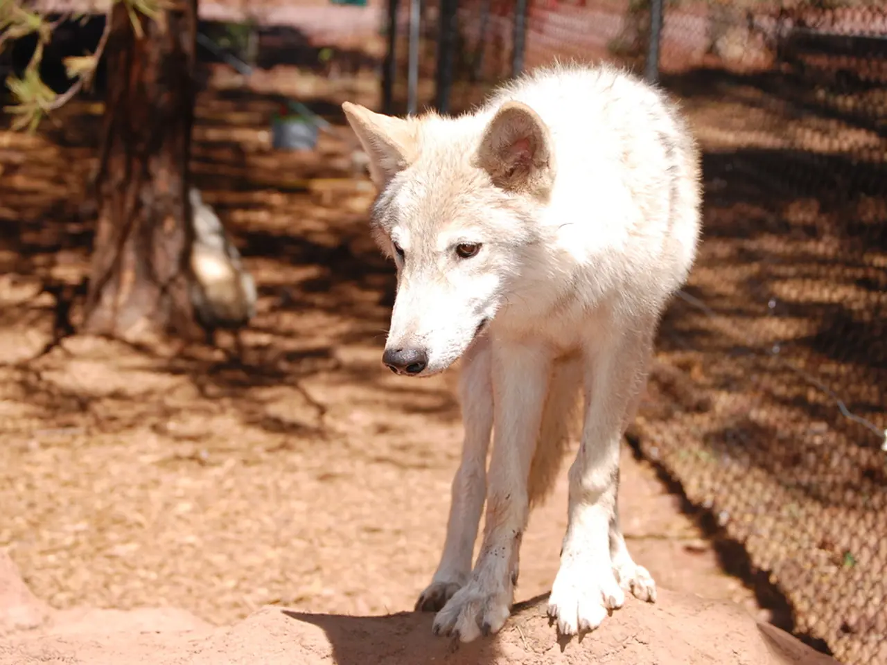 In this image we can see a dog. In the background there is a tree and we can see a fence.
