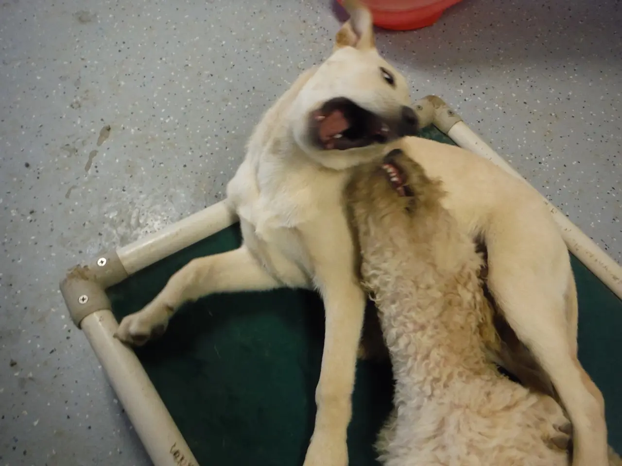 There is a dog opened its mouth and there is another animal beside it.