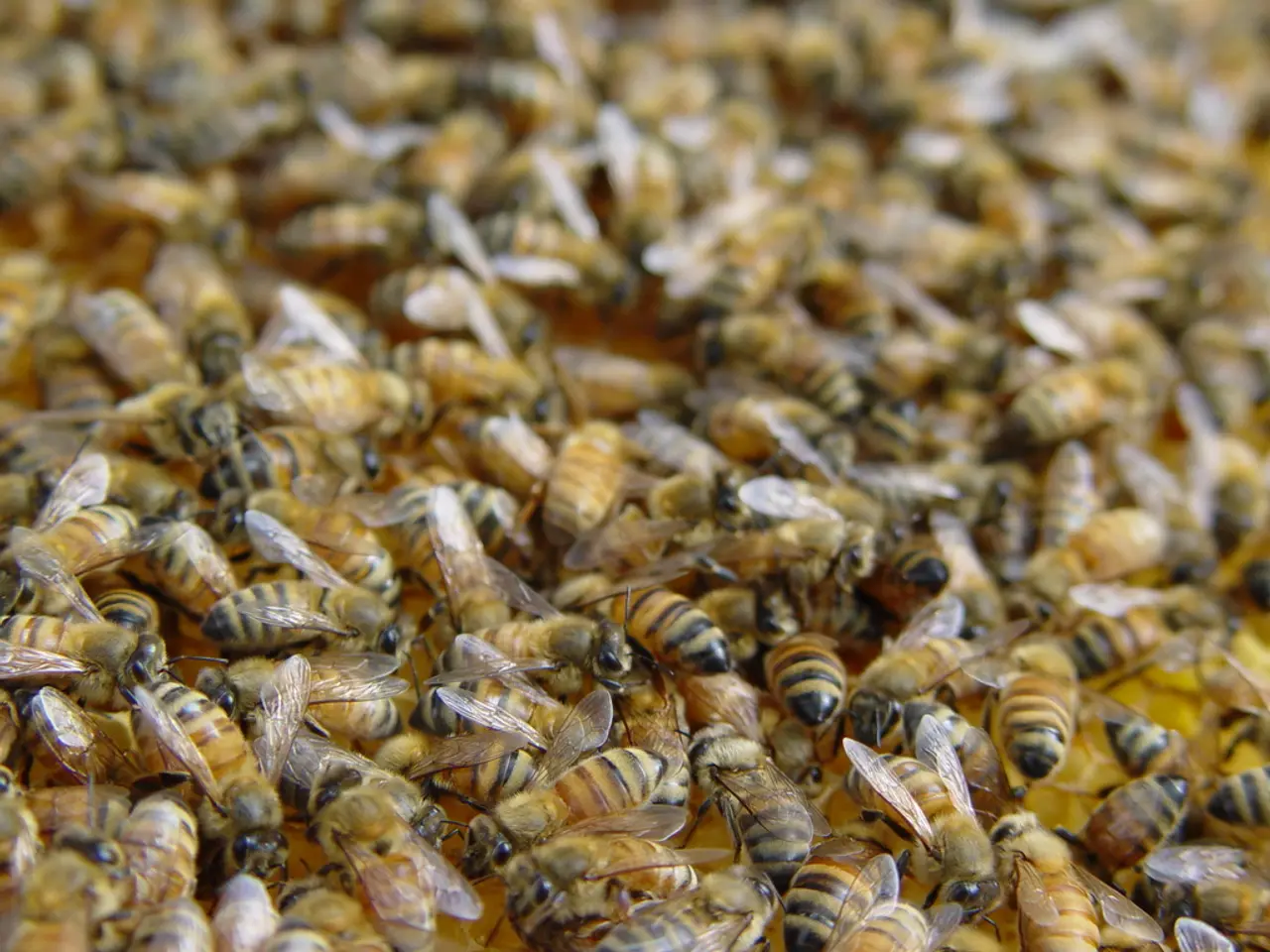 In this picture we can see a group of many bees on the ground.