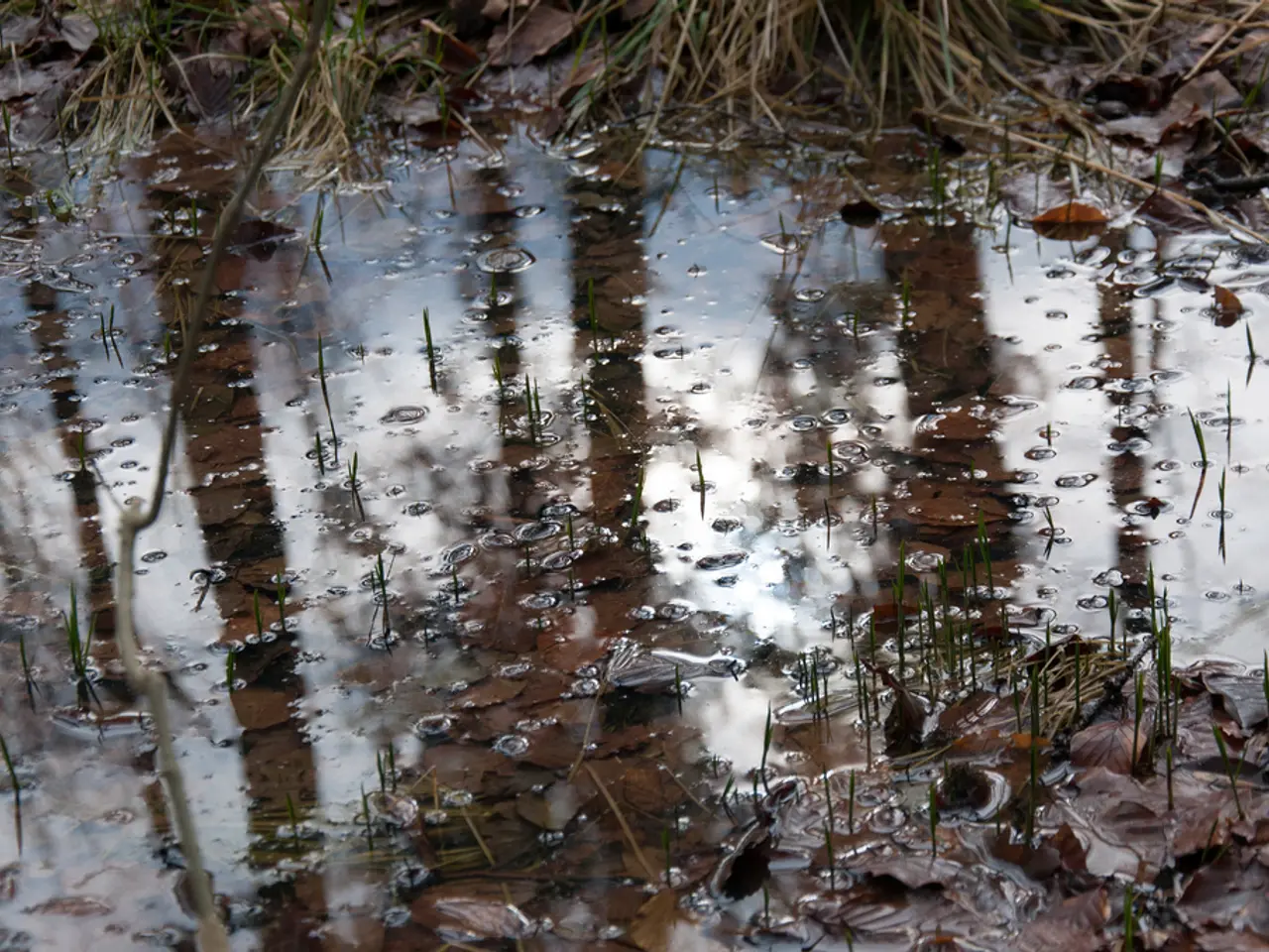 This is the picture of some water in which there are some plants, leaves and some water bubbles.