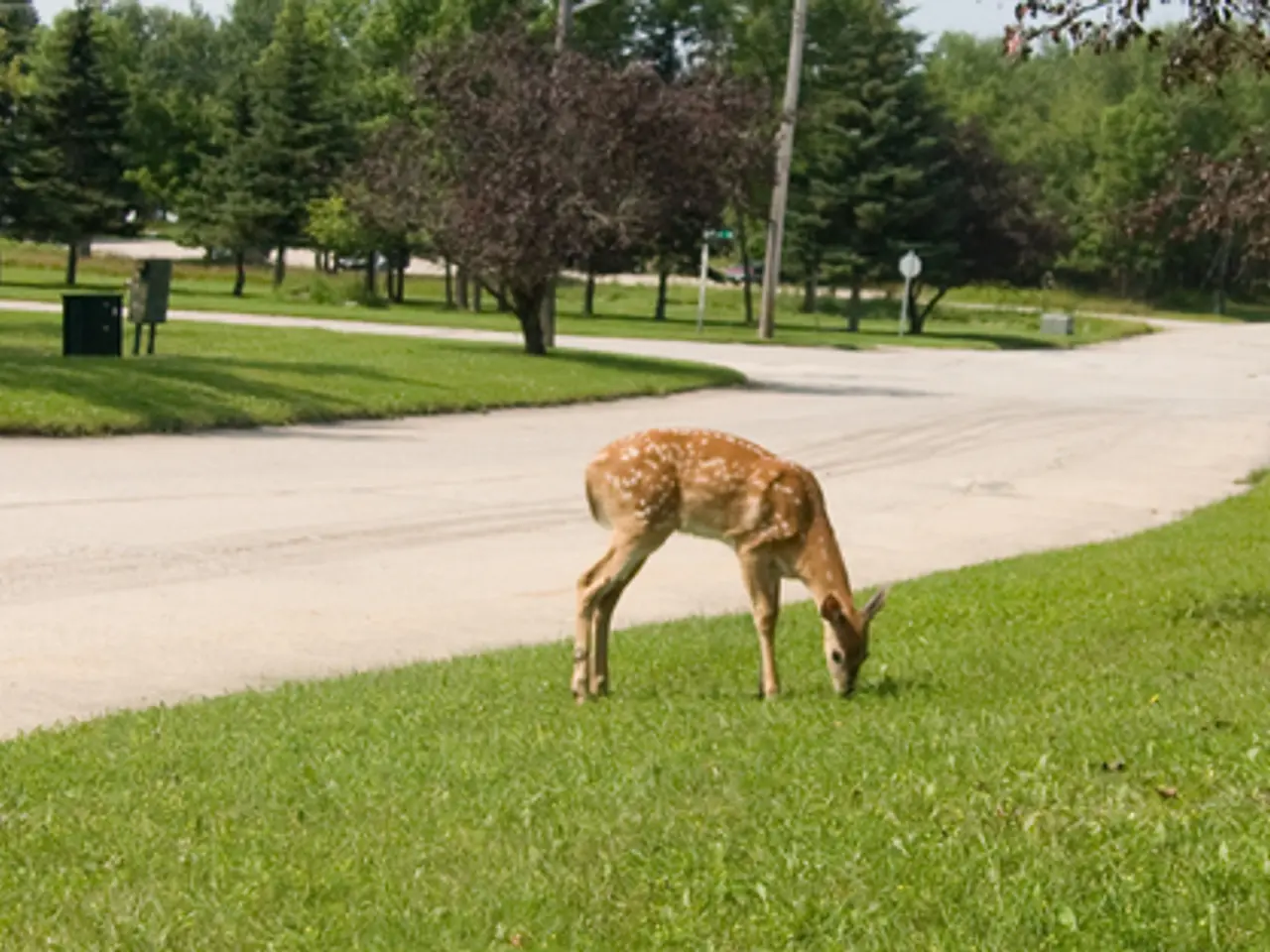 In this image I can see few animals and they are in brown color. The animals are eating grass,...