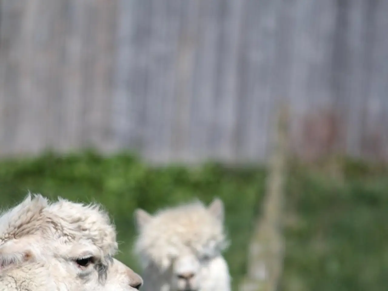 There are sheep in white color near a wooden fencing. In the background, there are plants. And the...
