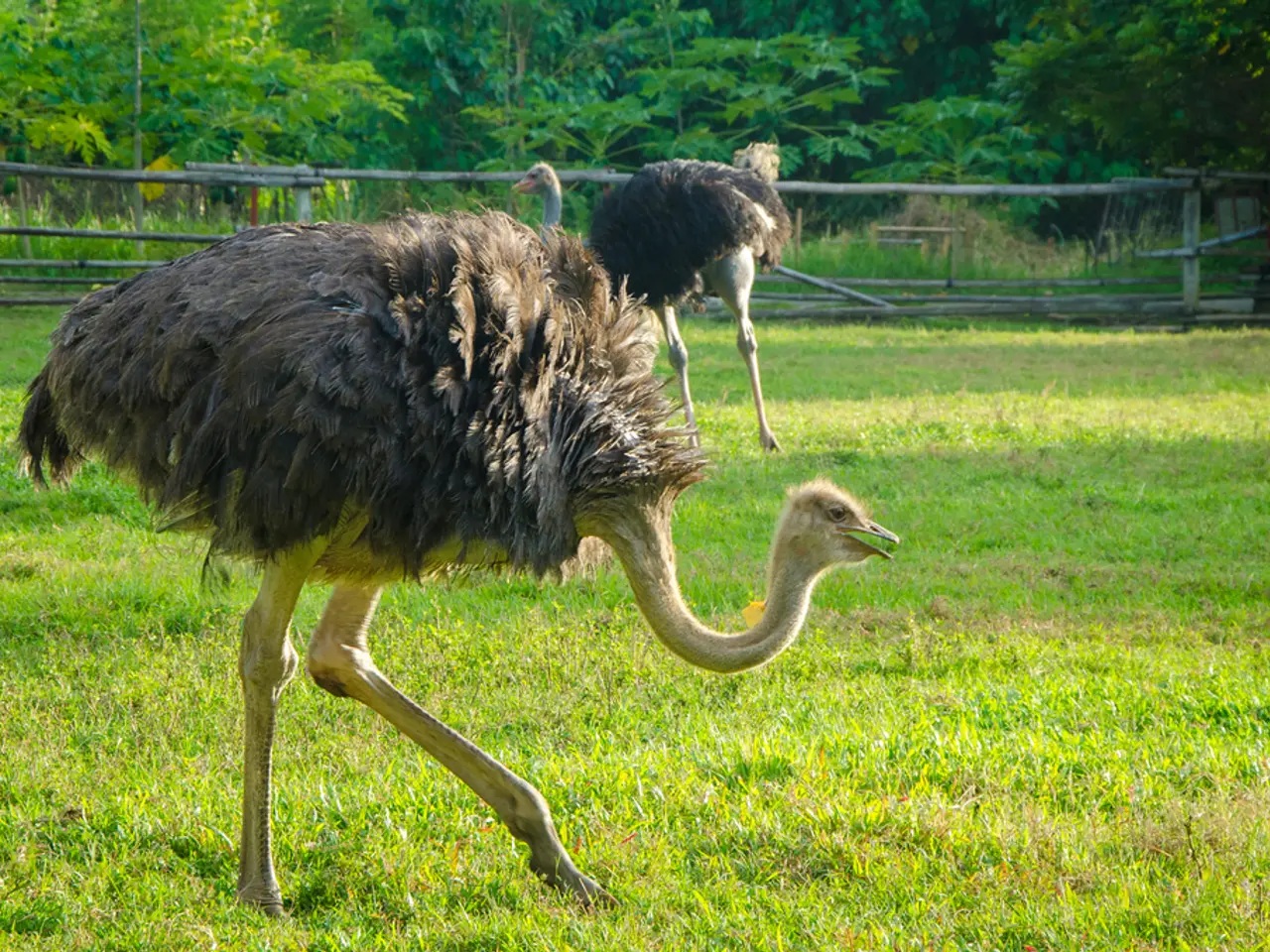 In the image we can see there are ostriches standing on the ground and the ground is covered with...