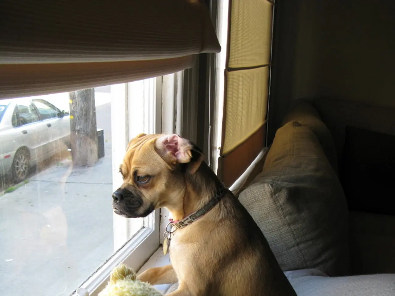 In this image there is a dog sitting on the bed and watching from the window. Beside the dog there...
