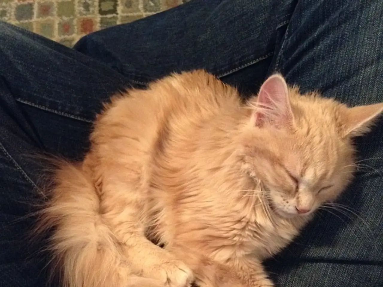 This is a cat sleeping on the person's lap. This person wore a T-shirt and trouser.