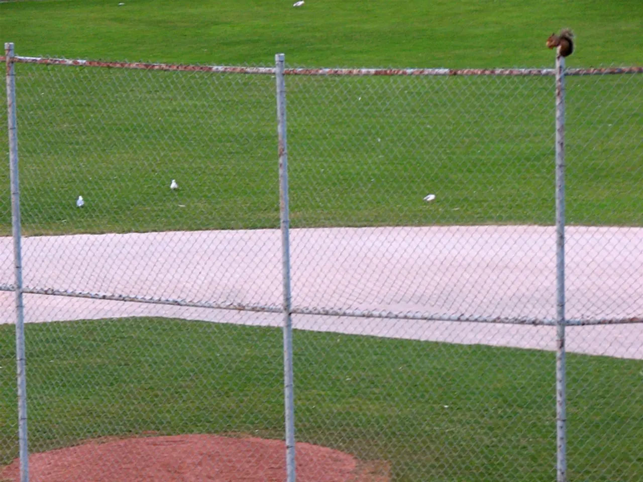 In this image we can see a squirrel on a metal fence. In the background, we can see some birds on...