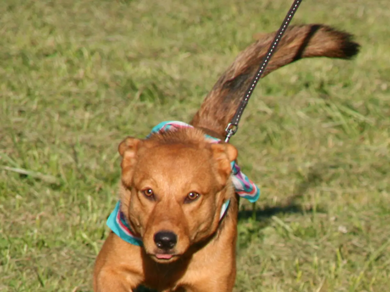 In the image there is a dog running on the ground and also there is a dog belt. On the ground there...