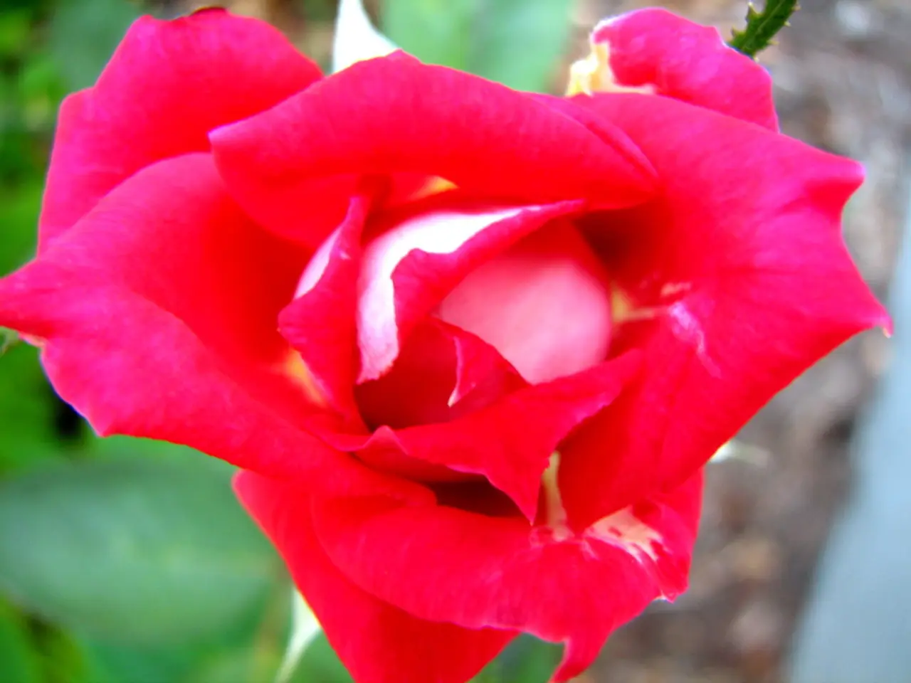 In the foreground of this picture, there is a red rose to the plant. In the background, there is...