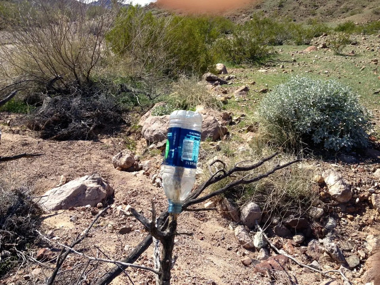 In the picture we can find some plants, sky, some dry grass, some twigs, and the bottle is kept on...