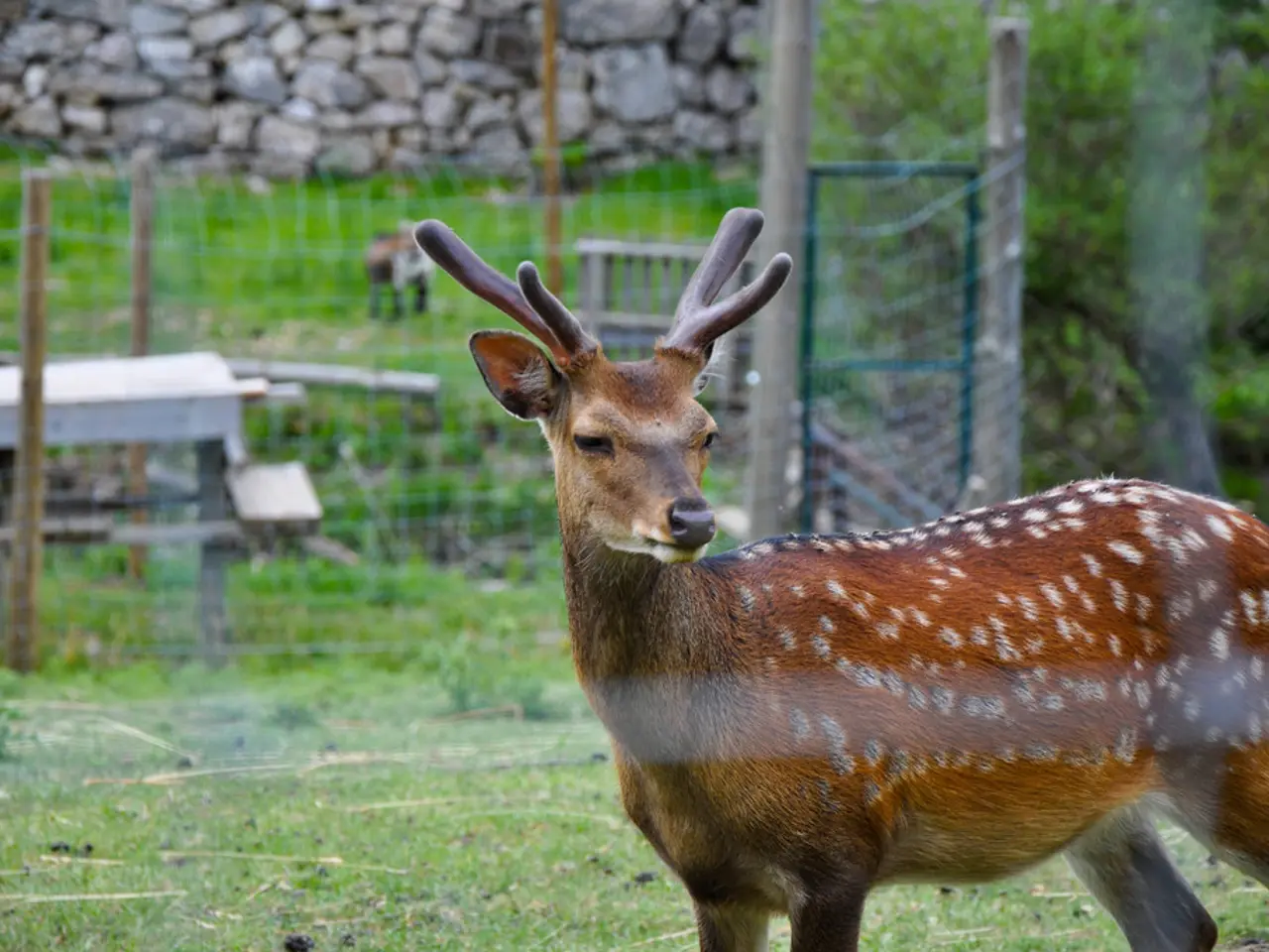 In this picture we can observe a deer which is in brown color standing on the ground. In the...