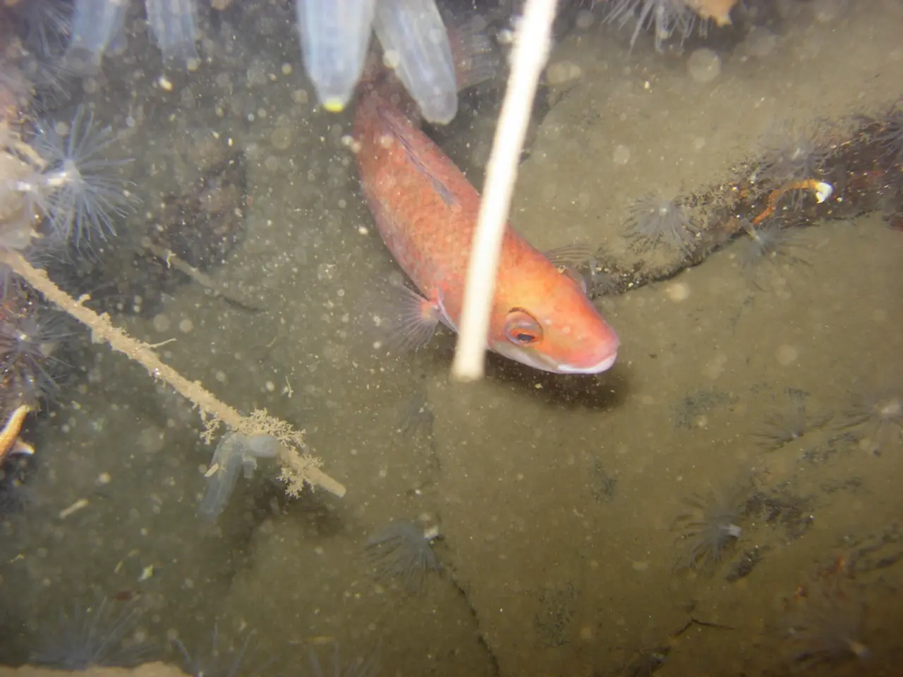In this image there is a fish in the water and there are plants.