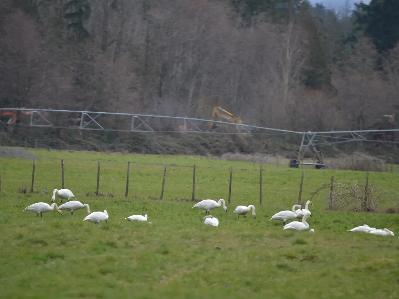 The image shows a flock of white swans walking across a lush green field, surrounded by a fence...