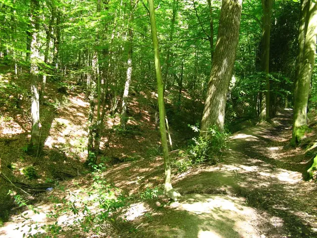 Struggling State of Estonian Forestry Sector