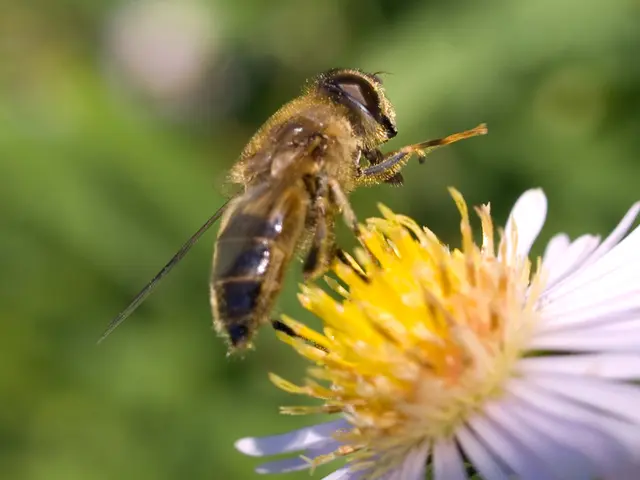 Comparing Cost and Worth: Navigating Manuka Honey's Market Prices and Qualities