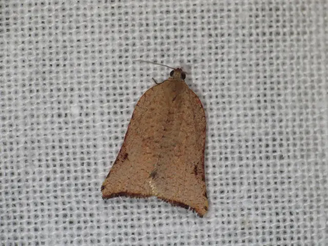 Strategies for Evading a Persistent Pursuit