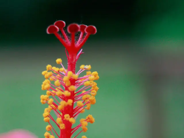 Unresolved reproductive challenge: A rare sensitivity to semen could potentially explain a woman's...