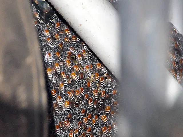 Europe-focused consumer groups are extended an invitation for collaboration by our platform