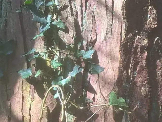 Exploring Slippery Elm: Applications, Dosage, Potential Risks, and Further Details