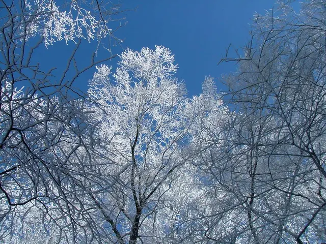 Unveiled: America's Woodlands Paying Unseen Price Due to Ozone Damage