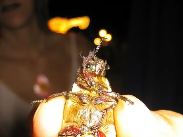 African-American Aviation Pioneer: Bessie Coleman, First Woman in Her Field