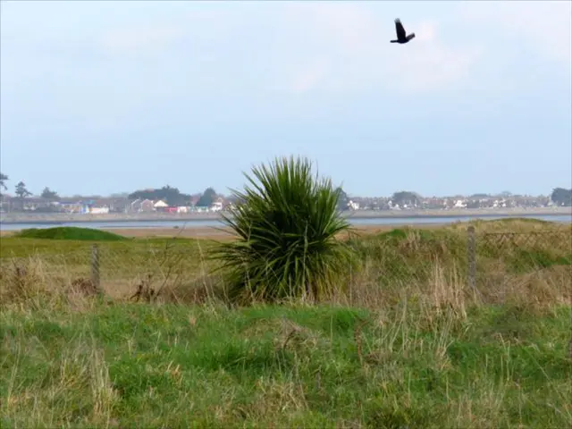 Airports' techniques for warding off birds and preventing bird strikes