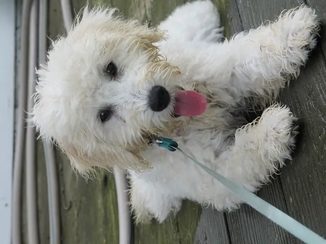 Mitral Valve Ailment in Canines, a Veterinary Perspective