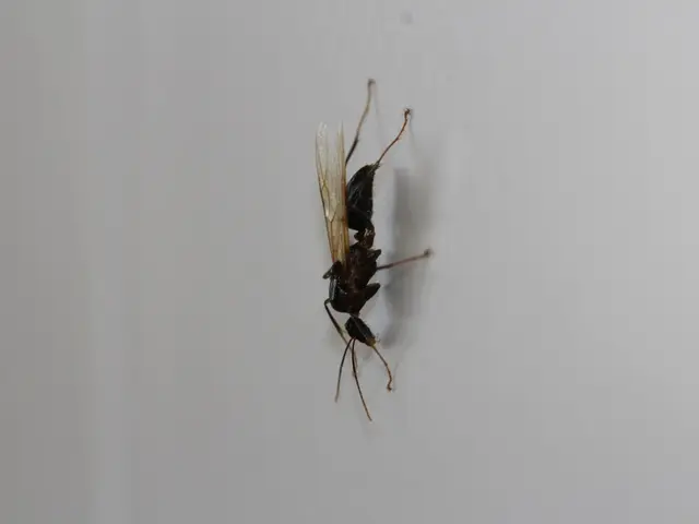 Steve's Moniker: Justice