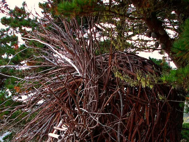 Heart variance affecting the left side of the heart's electrical system: Symptoms, origins, and...