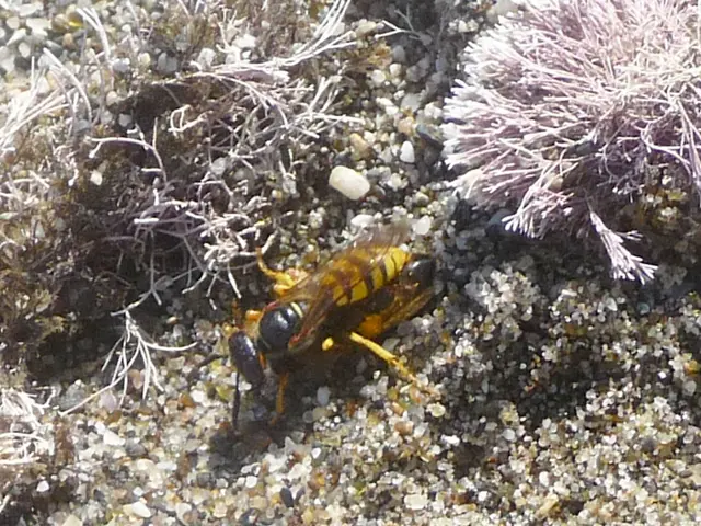 Surveillance Drone Forte10, belonging to the United States, is currenty stationed above the Baltic...