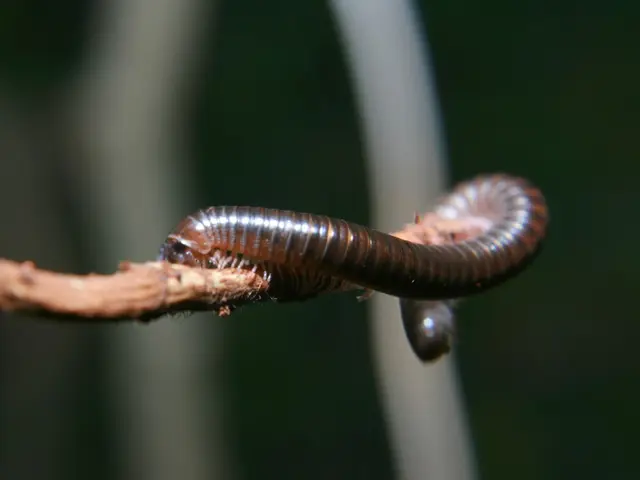No need for concern about rabbit fever