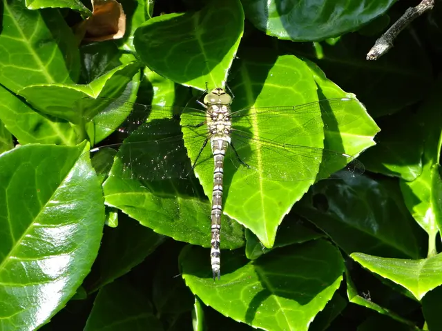 Explosion of Chikungunya cases in China