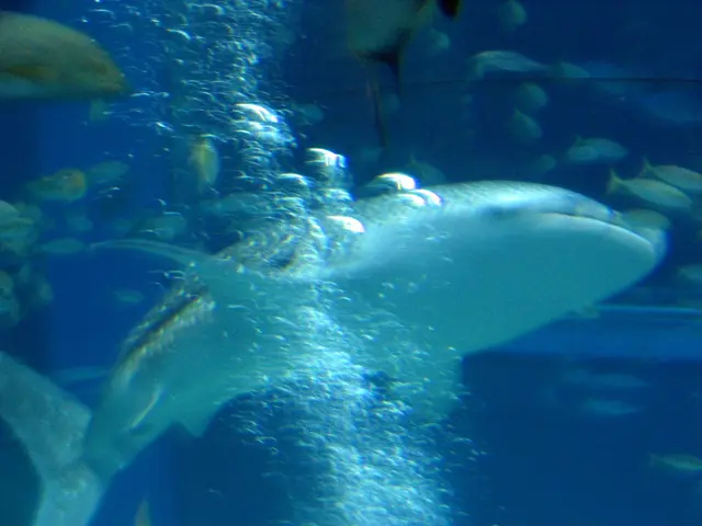 Transformed Ideas for Shark Tank: Transform Your Dreams into Reality