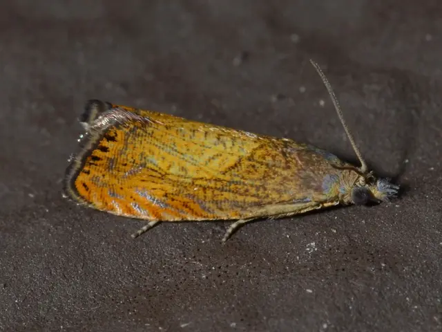 Strategies for Nighttime Visual Approaches Flights: Ensuring Safety Throughout