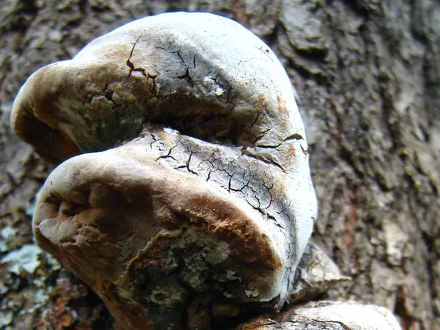 Consult Medical Professional for Continuous Mould Allergy Issues Symptoms