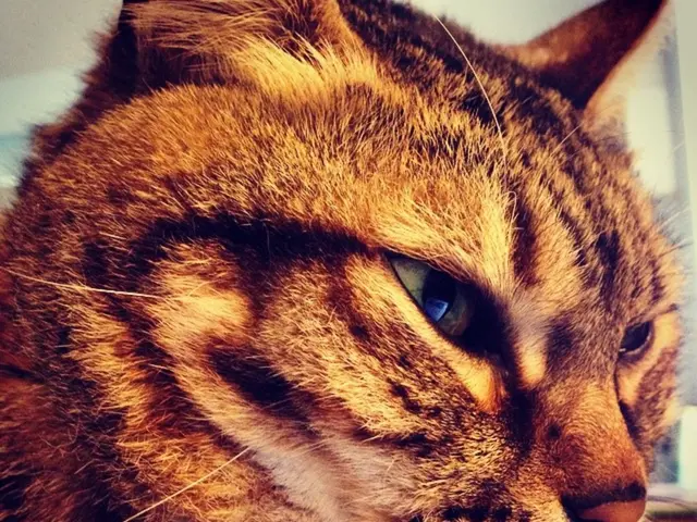 Expanded Information on Dilated Cardiomyopathy in Cats