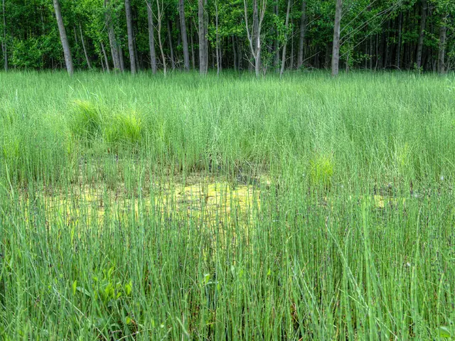 Domestic teenagers taking over agricultural jobs from immigrants, revisited from 1965